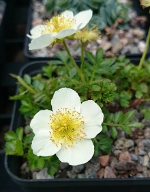 Sieversia pentapetala - 8cm pot 